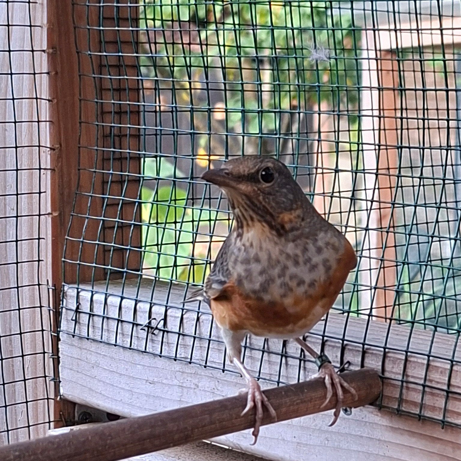Grijskaplijster pop, Dieren en Toebehoren, Vrouwelijk, Geringd