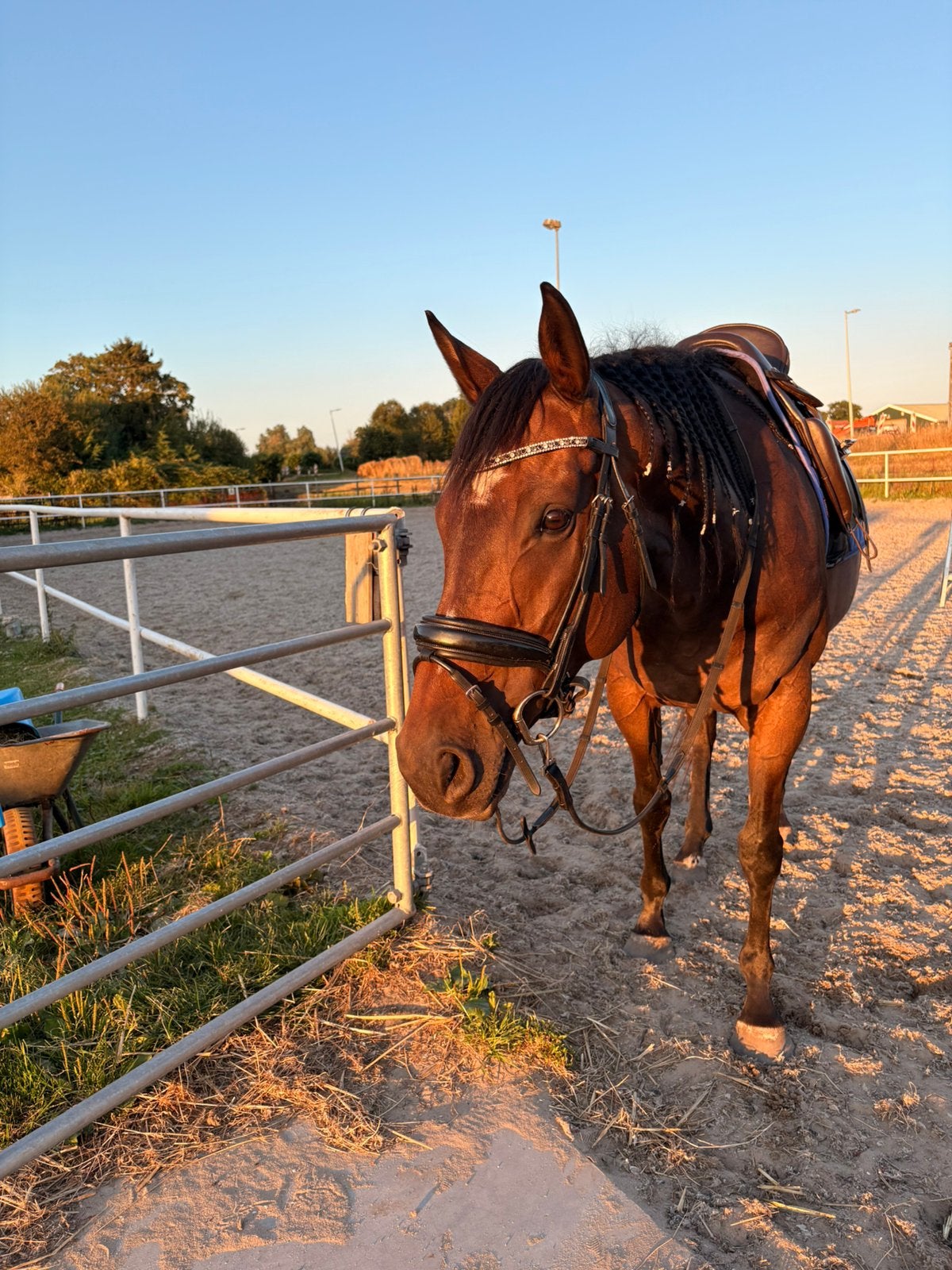Bijrijd paard aangeboden