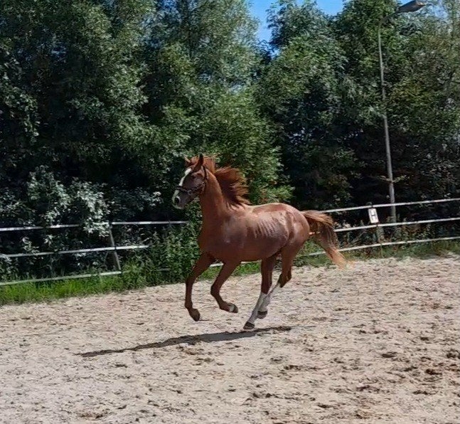 Talentvolle 2 jarige hengst, Hengst, Dressuurpaard, 0 tot 2 jaar