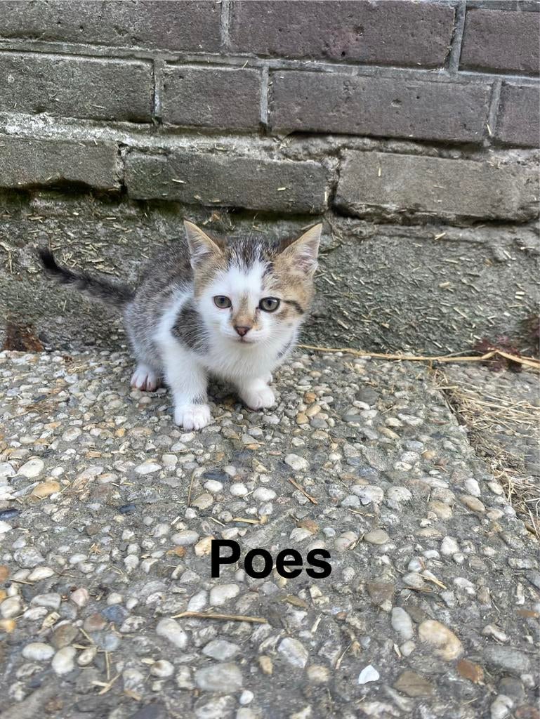 Boerderij kitten, Dieren en Toebehoren, Katten en Kittens | Overige Katten, Meerdere dieren, Kortharig, 0 tot 2 jaar