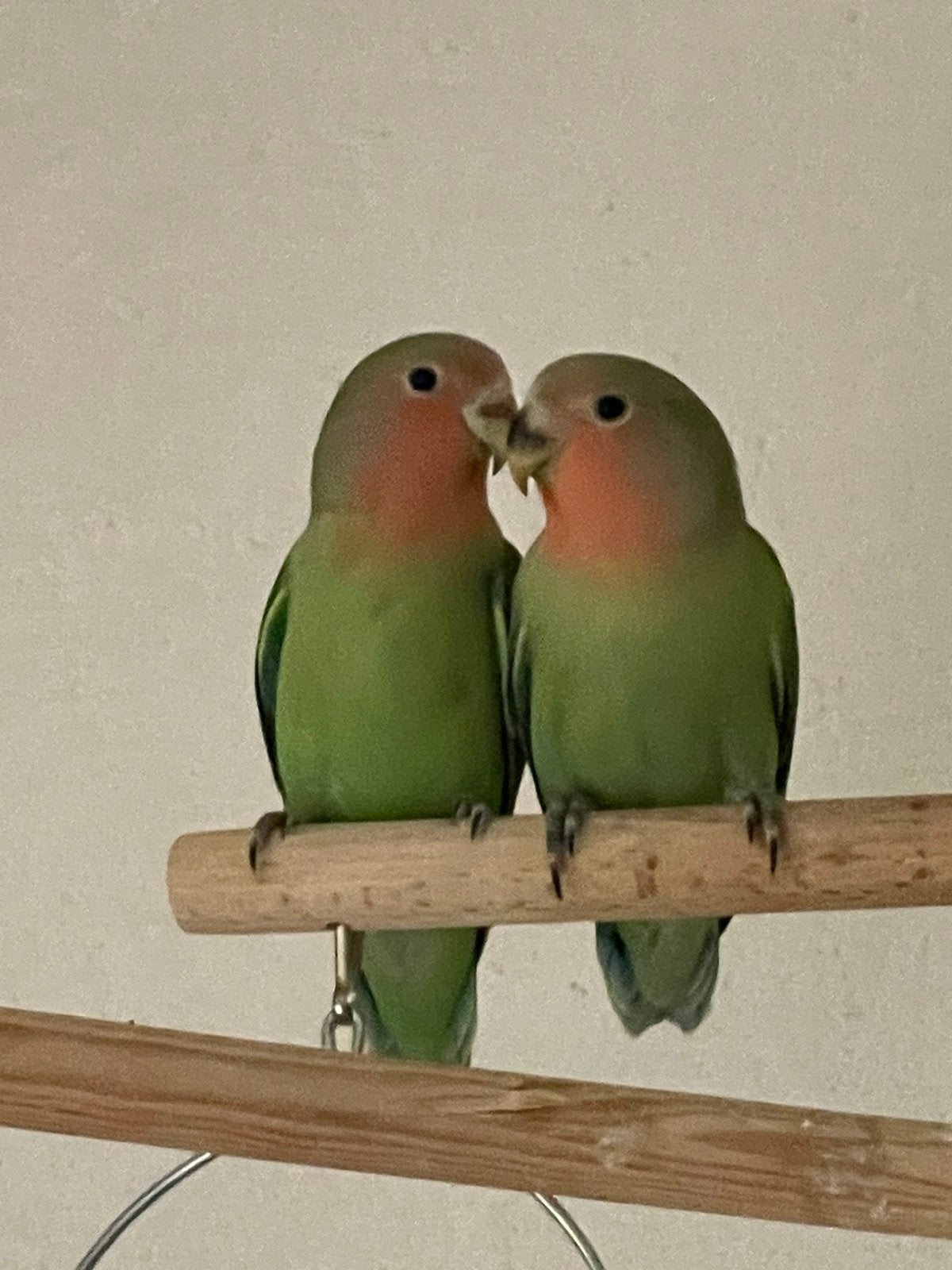 Prachtige Agapornis Dwergpapegaai Lovebird Diverse Kleuren, Meerdere dieren, Dwergpapegaai of Agapornis, Tam
