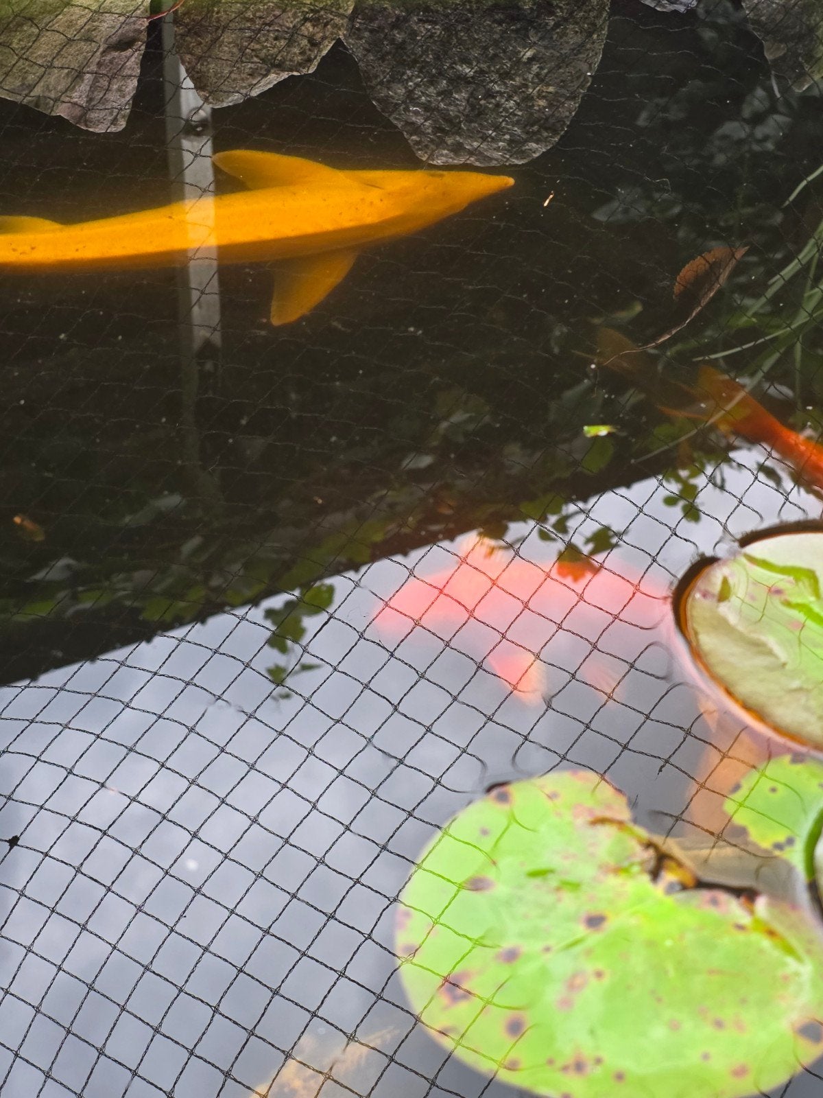 albino steur, Dieren en Toebehoren, Vissen | Vijvervissen, Steur