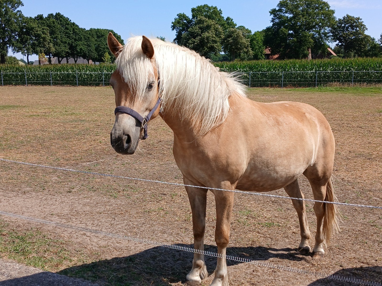 2 jarige Haflinger merrie te koop, Dieren en Toebehoren, Merrie, Met stamboom, Minder dan 160 cm, 0 tot 2 jaar
