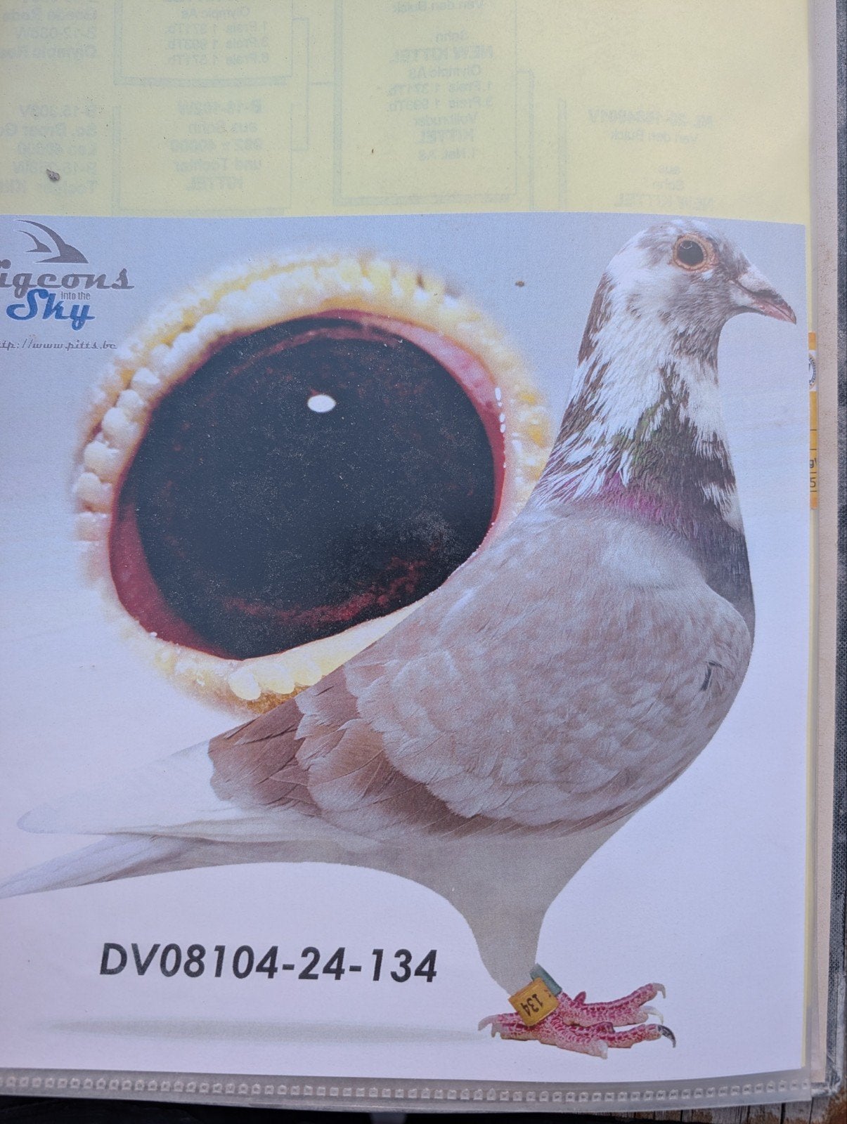 doffer kittel, Dieren en Toebehoren, Vogels | Duiven, Mannelijk, Postduif