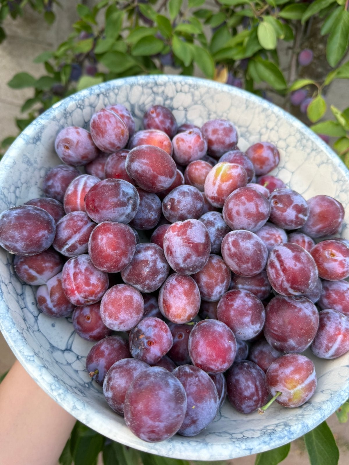 Verse opal pruimen uit eigen tuin, Ophalen