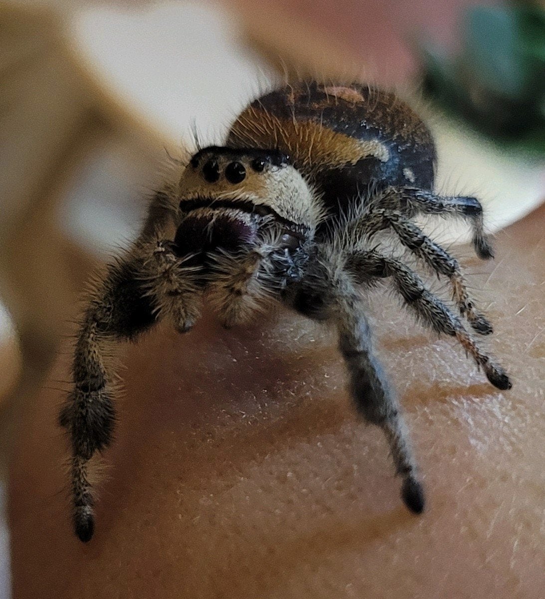 Phidippus Regius Sierra de Bahoruco + verblijf, Dieren en Toebehoren, Spin of Schorpioen