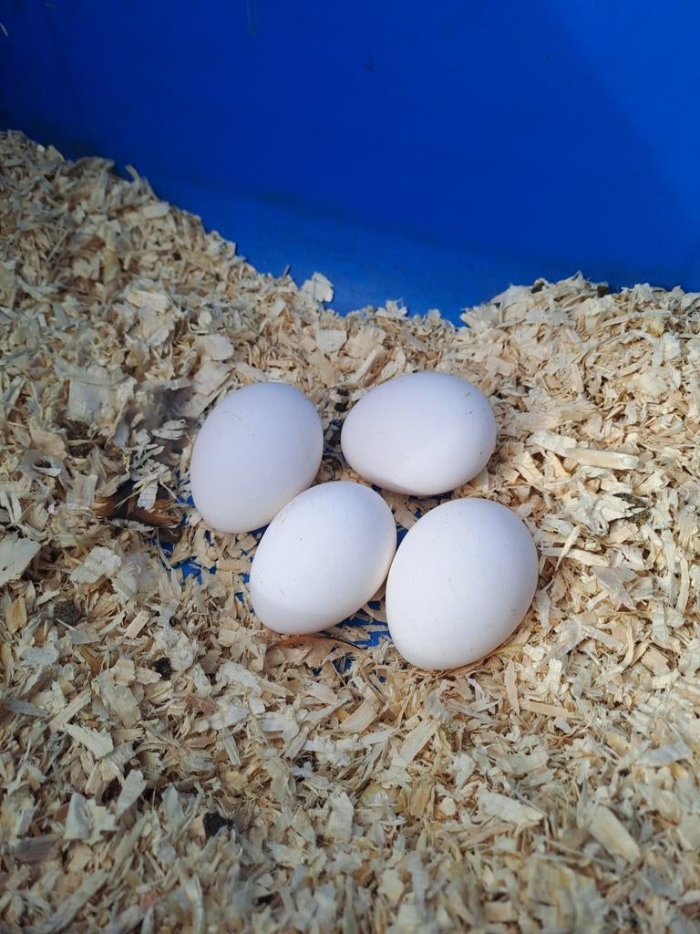 Broedeieren Appenzeller spitskuif, Dieren en Toebehoren, Pluimvee, Geslacht onbekend, Kip