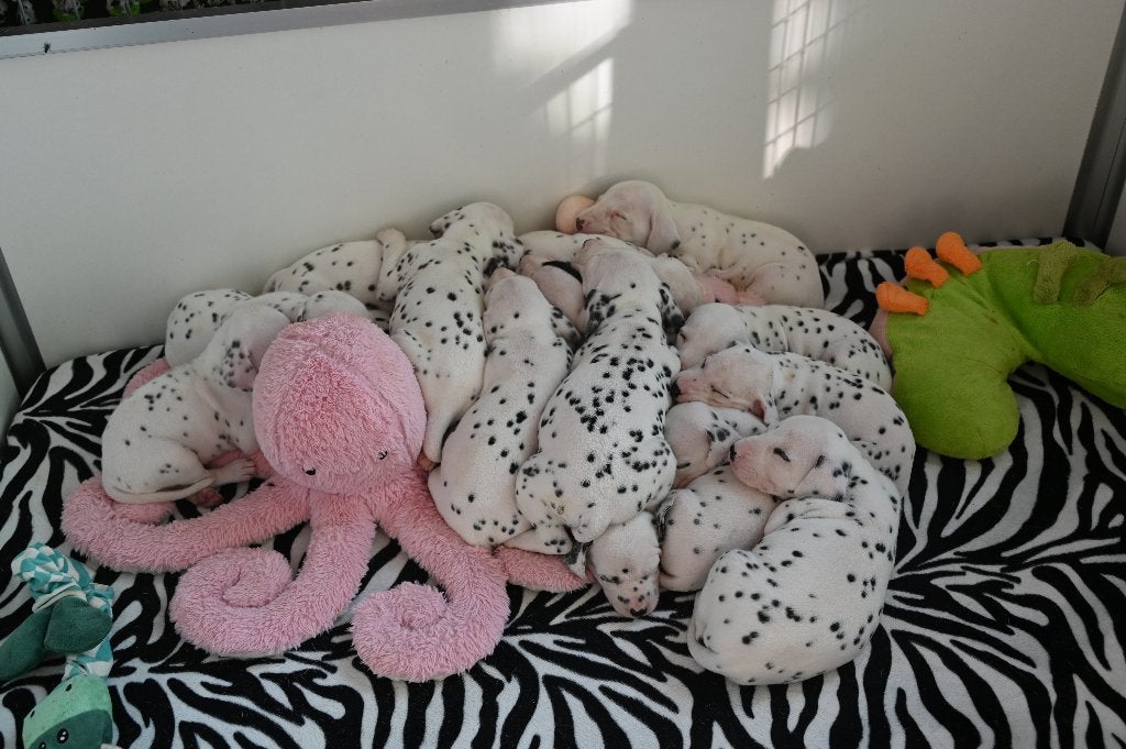 Dalmatiër puppy's met stamboom, nog 2 reutjes beschikbaar, Dieren en Toebehoren, Parvo, Dalmatiër, 8 tot 15 weken, Meerdere