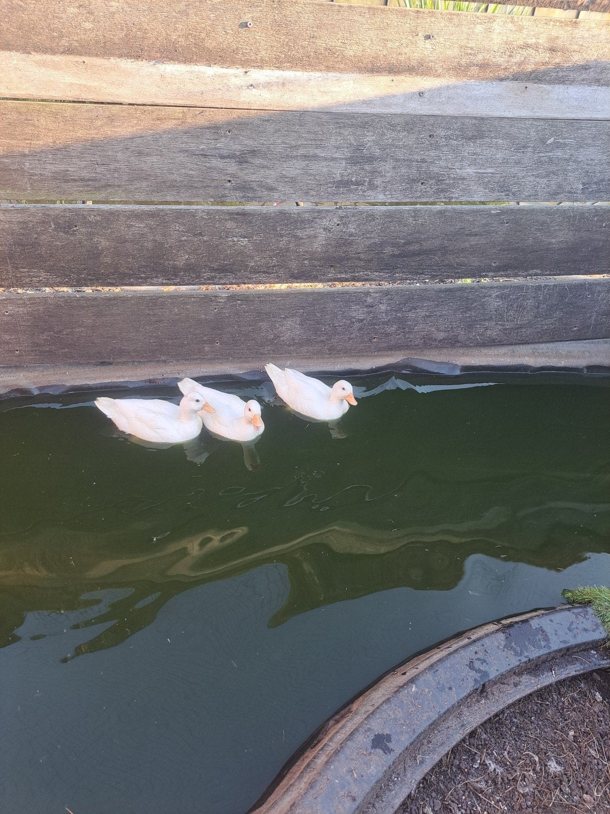 witte kwakers
