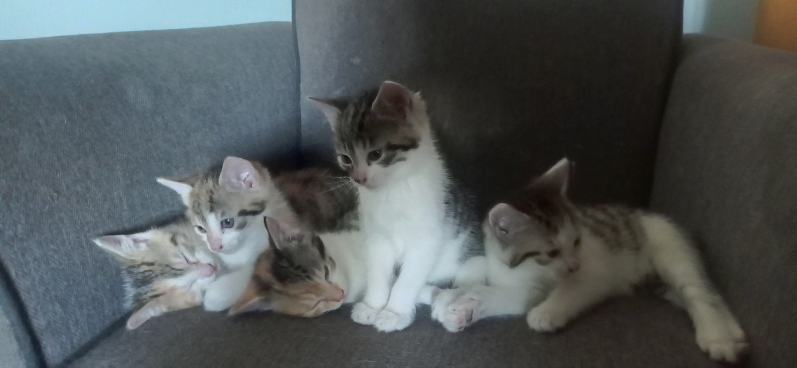 4 schattige kittens zoeken nieuwe woonruimte, Meerdere dieren