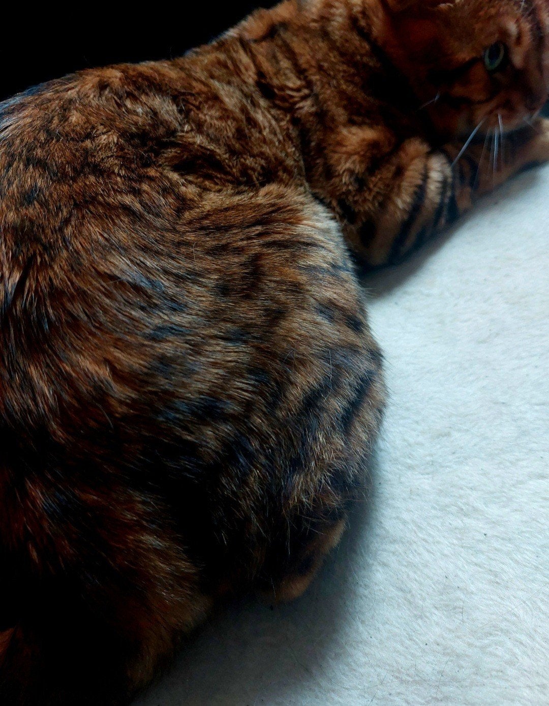 Prachtige bengaal kater!!, Dieren en Toebehoren, Katten en Kittens | Raskatten | Korthaar, Kater, 0 tot 2 jaar