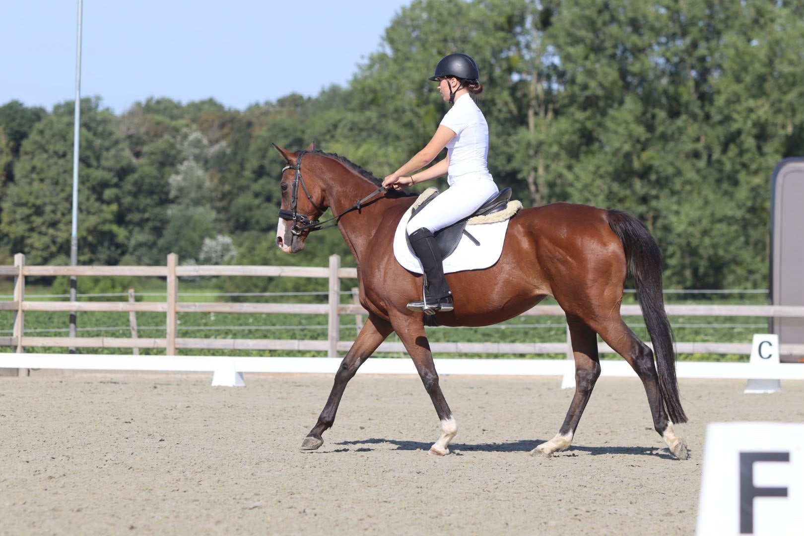 Doreen – lieve 12-jarige merrie van ca. 1,60 m, Merrie, Met stamboom, Zadelmak, 160 tot 165 cm