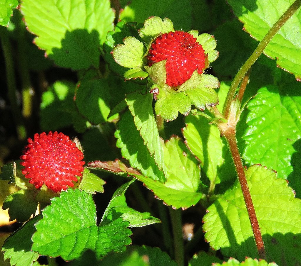 Vaste plant: Geel bloeiende aardbei 2 euro, Ophalen, Bodembedekkers, Volle zon, Vaste plant
