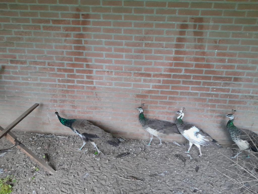 Blauwe pauwen, Dieren en Toebehoren, Meerdere dieren, Overige soorten