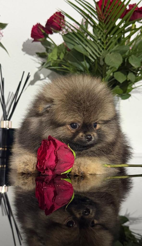 Pomeranian pups | PL, SM/CM & PETscan geteste ouders, Parvo, Nederland, Keeshond, Reu