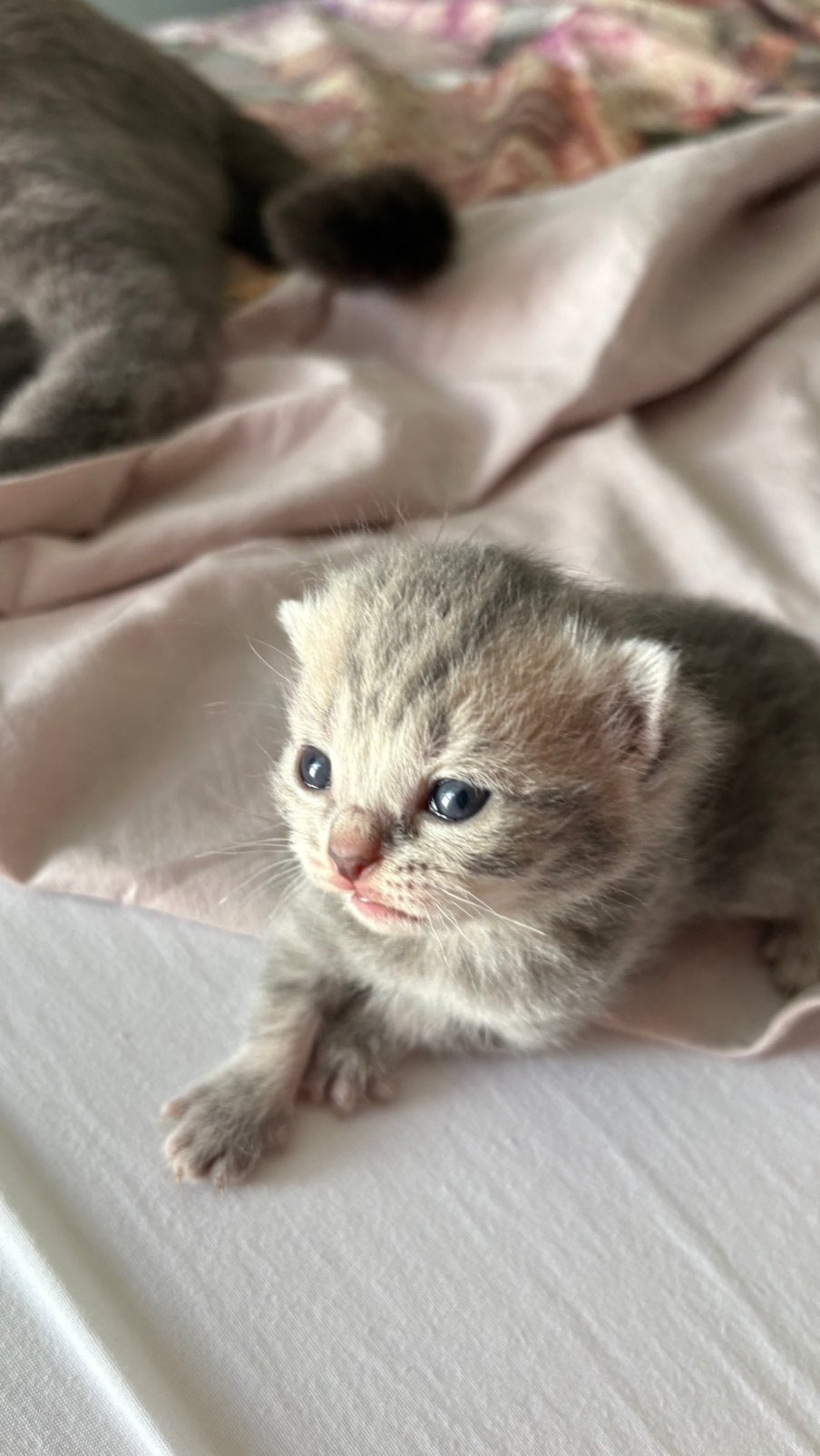 britse korthaar kitten. poesje, Meerdere dieren, Ontwormd, 0 tot 2 jaar