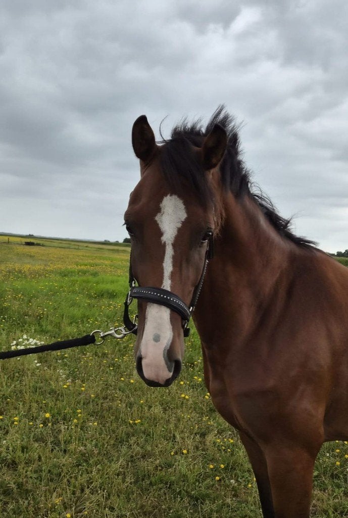 Luxe extreem brave 3-jarig springpaard, Springpaard, Met stamboom, Ruin, Zadelmak