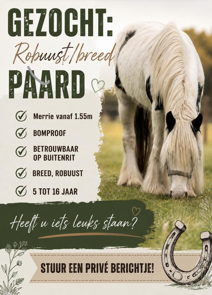 NIEUW!! Gezocht: Robuust breed Paard, Dieren en Toebehoren, Paarden, Merrie, Met stamboom, 7 tot 10 jaar, 160 tot 165 cm