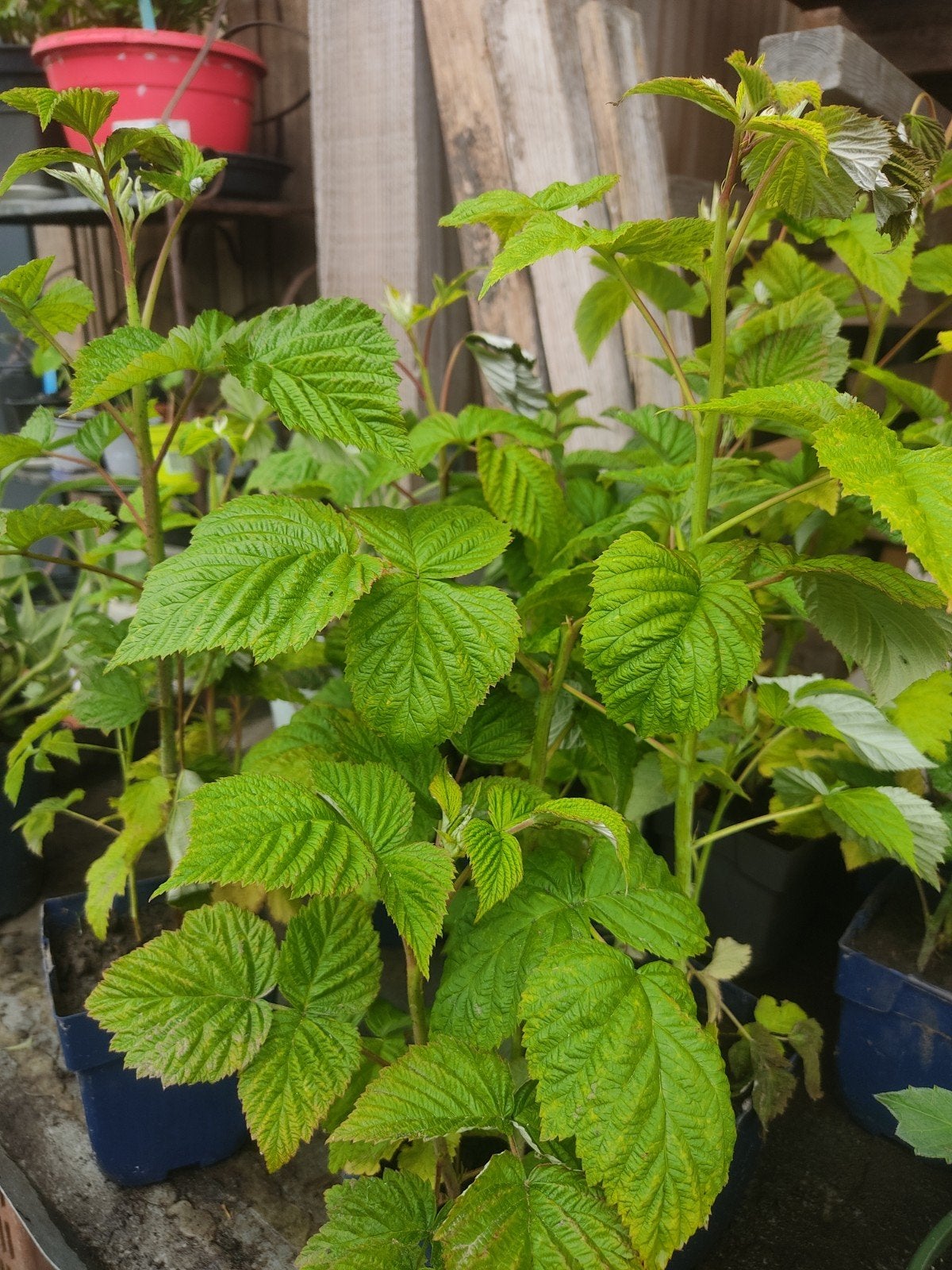 Herfstframbozen, Tuin en Terras, Planten | Tuinplanten, Ophalen, Overige soorten, Volle zon