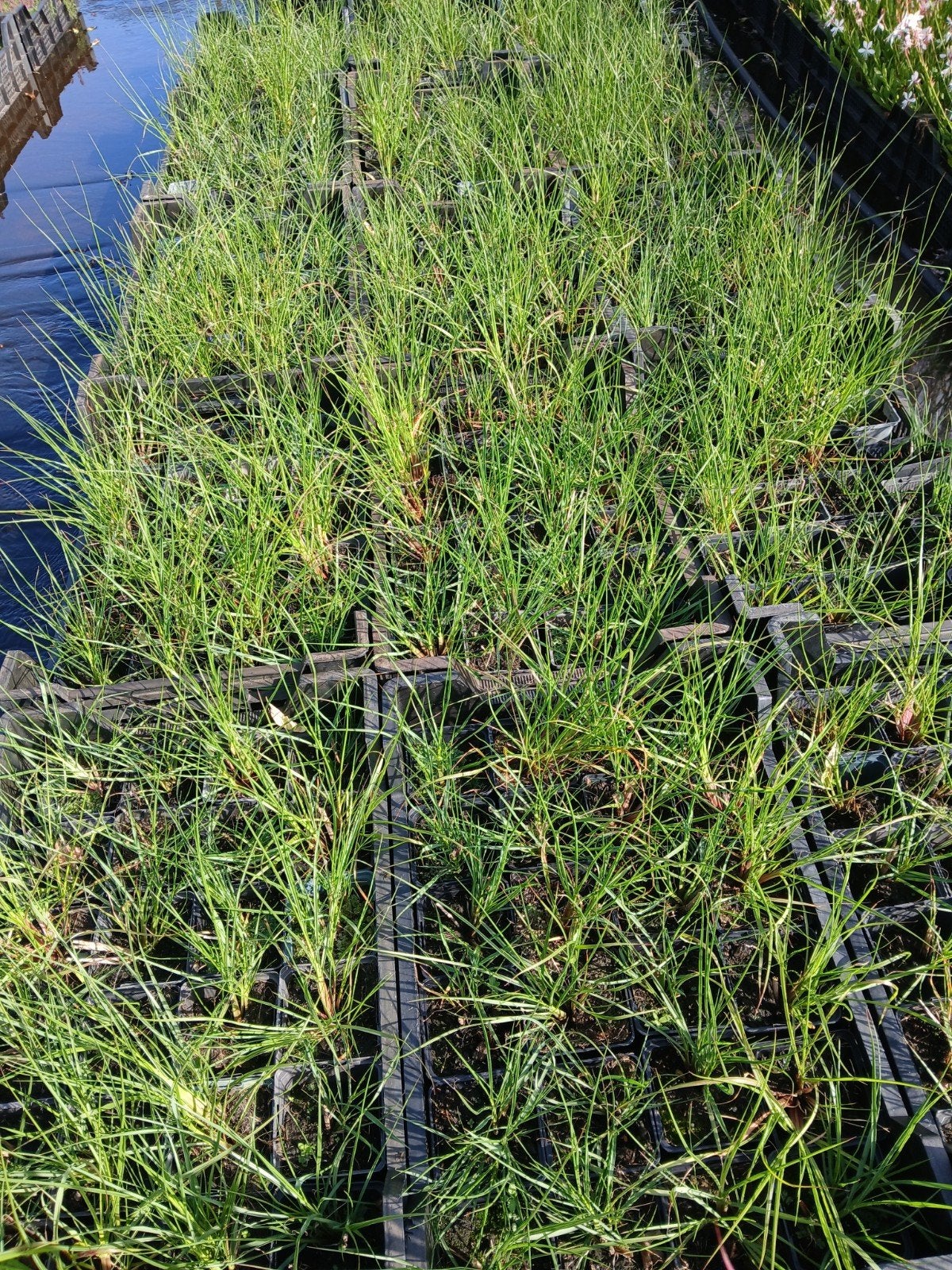 Pennisetum Hameln - Lampenpoetsersgras vanaf 1.25, Volle zon, Vaste plant, Siergrassen, Ophalen of Verzenden