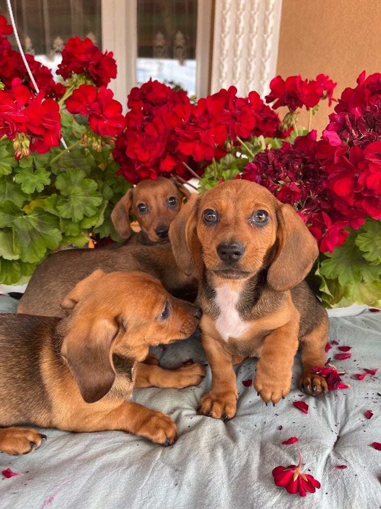 Teckel, Dieren en Toebehoren, Honden | Teckels en Dashonden, 8 tot 15 weken, Korthaar, Dwerg, Parvo
