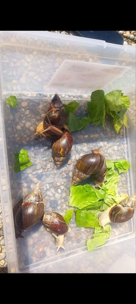 Achatina Fulica, reuzenslakken, 0 tot 2 jaar