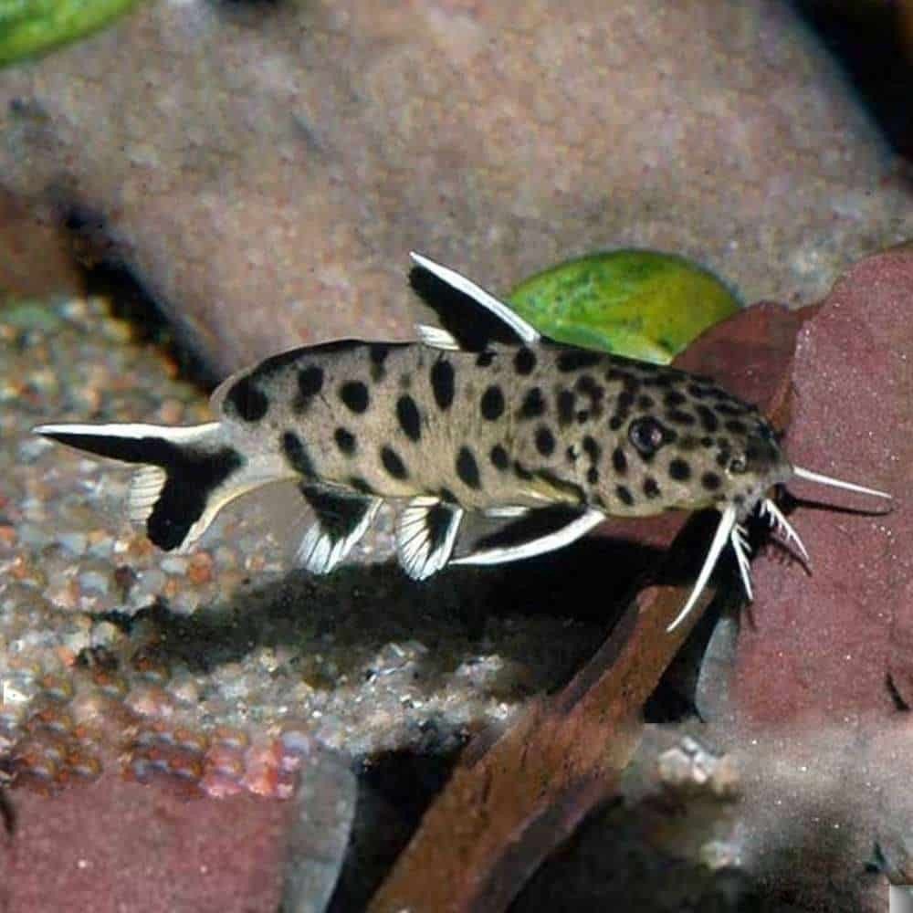 groepje synodontis petrolica, Vis