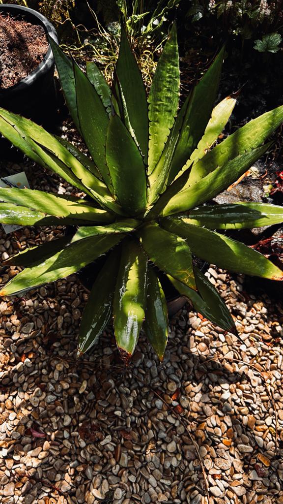 Grote Agave plant, Volle zon, Vaste plant, Bloeit niet, Ophalen