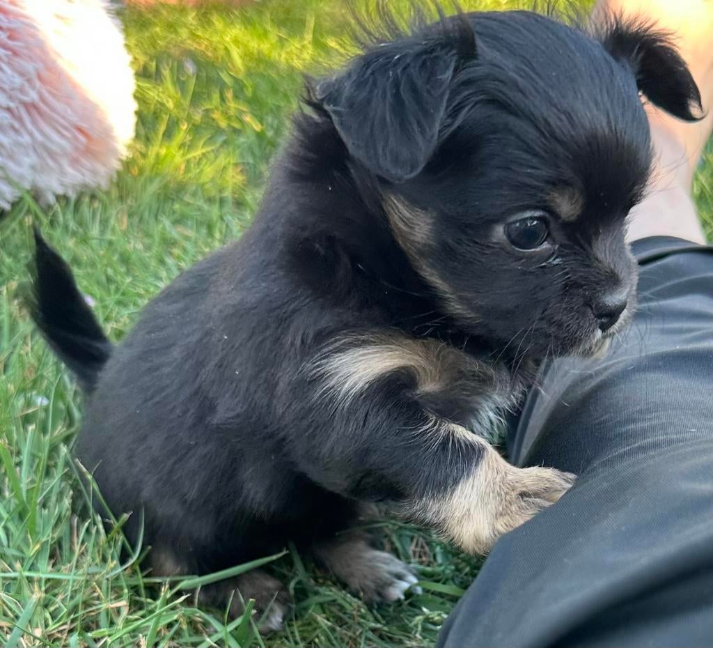 Prachtige  langhaar Chihuahua puppy's ! 1 Teefje en 2 reutje, Dieren en Toebehoren, Parvo, 8 tot 15 weken, Meerdere, Meerdere dieren