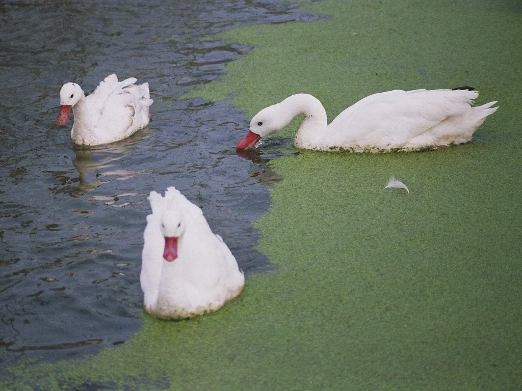 Coscorobazwaan | Mooie zwanen | Deskundig advies, Dieren en Toebehoren, Pluimvee, Meerdere dieren, Gans of Zwaan
