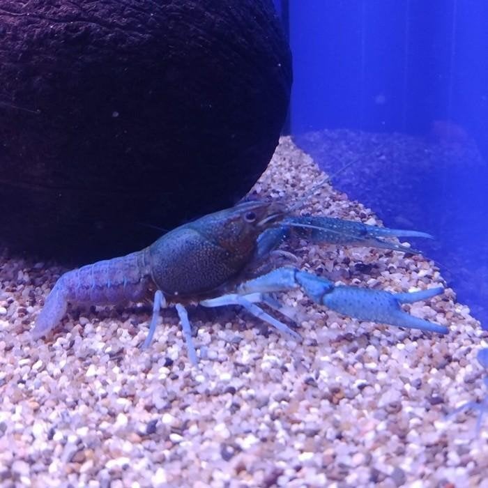 Procambarus alleni, Dieren en Toebehoren, Vissen | Aquariumvissen, Vis
