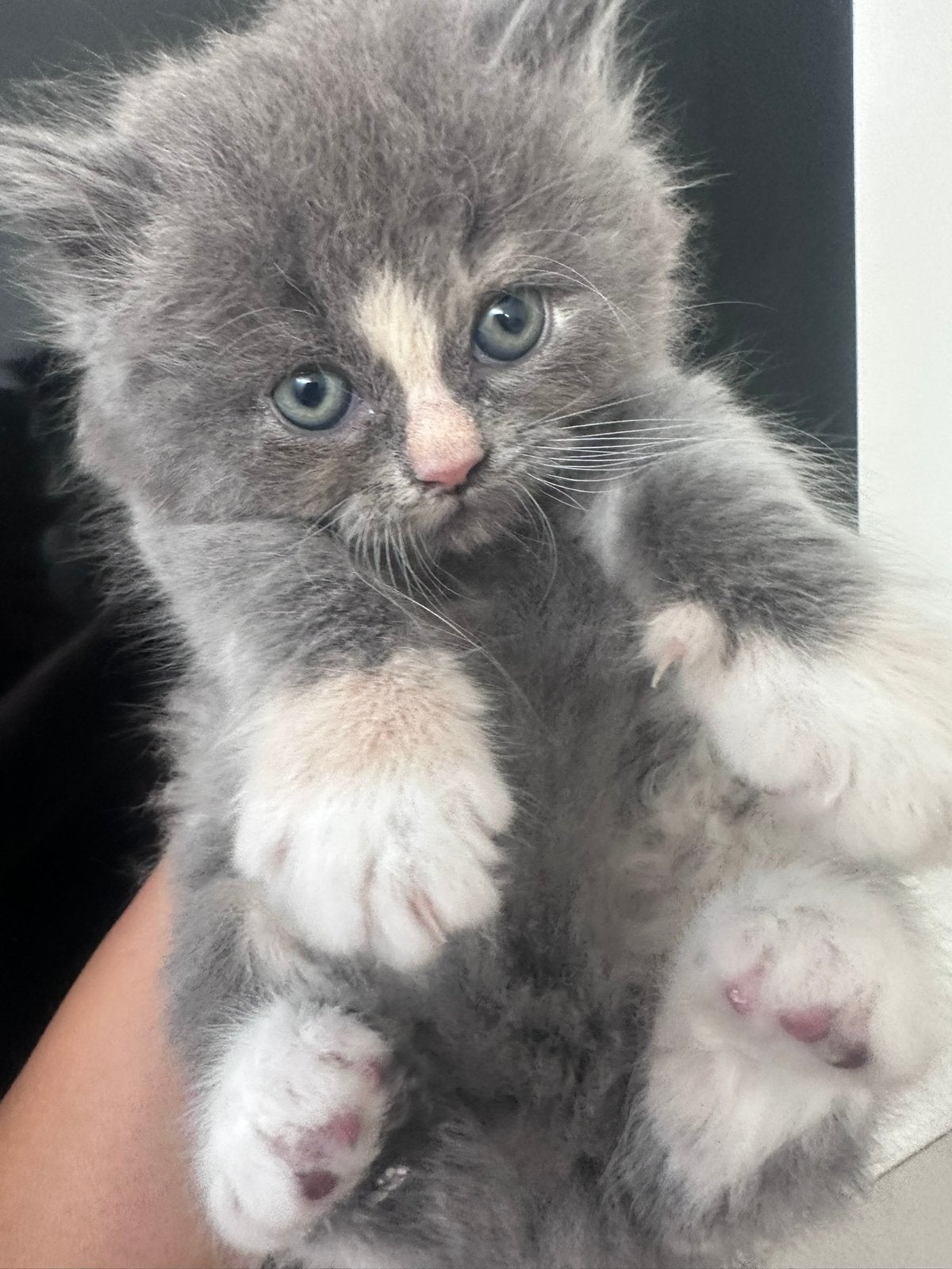 Britse kort/langhaar mix, Dieren en Toebehoren, Geslacht onbekend, 0 tot 2 jaar