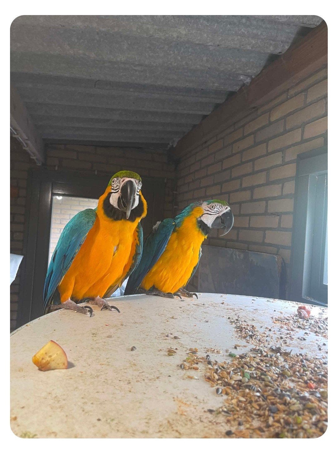 koppel Ara-papegaai, Meerdere dieren, Papegaai