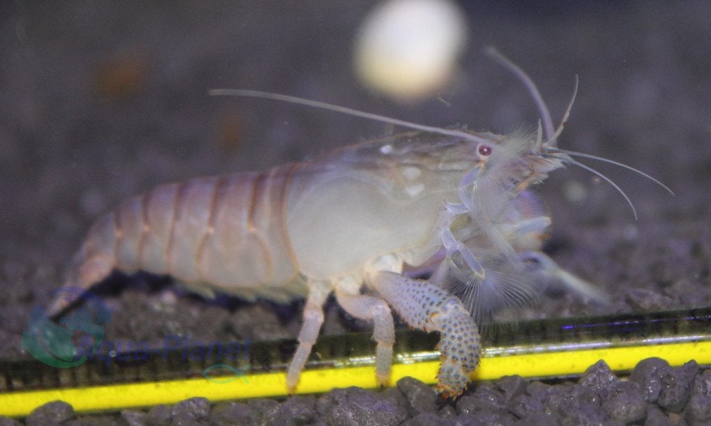 Blauwe Waaierhandgarnaal "Medium", Dieren en Toebehoren, Vis, Zoetwatervis