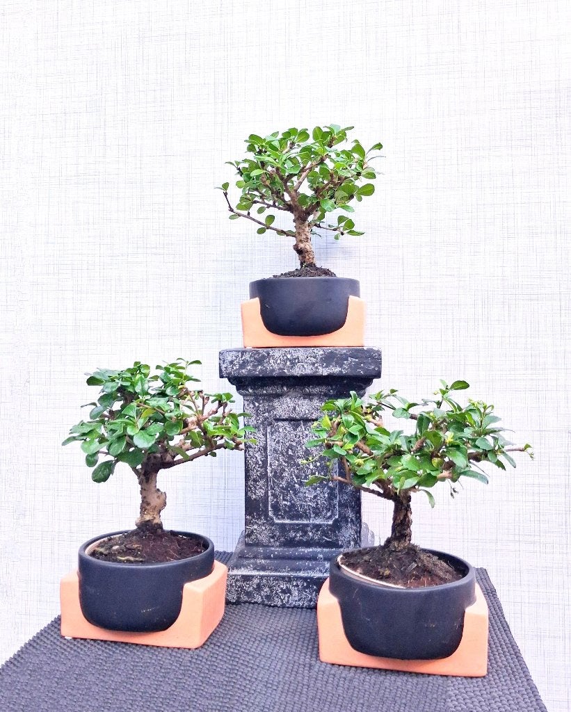 3 Carmona Macrophylla Bonsai- Fukien Thee Bonsai K, In pot, Halfschaduw, Minder dan 100 cm, Zomer
