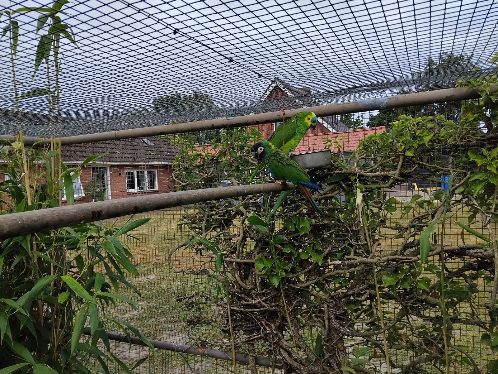 Te koop:1 blauw voorhoofd Amazone plus 1 geel nek ara, Dieren en Toebehoren, Vogels | Parkieten en Papegaaien, Meerdere dieren