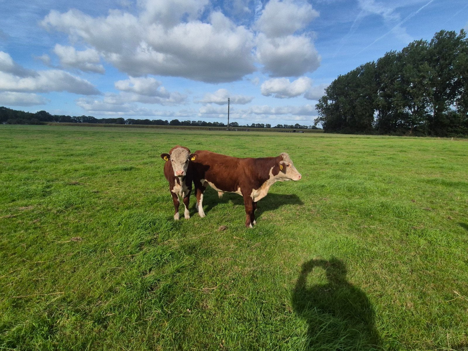 4 Hereford stiertjes, Dieren en Toebehoren, Mannelijk