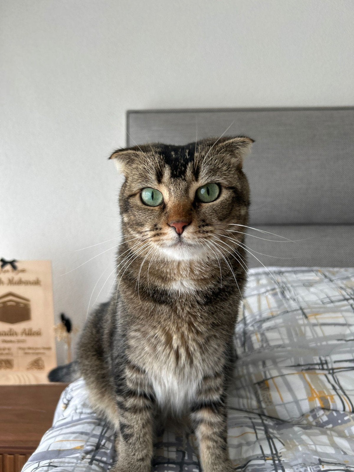 katten opvang. liefdevolle verzorging voor uw kat(ten)., Poes