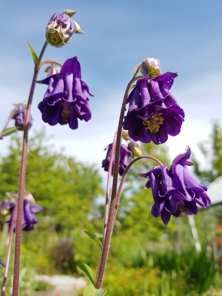 Akelei vaste plant, Ophalen, Overige soorten, Halfschaduw