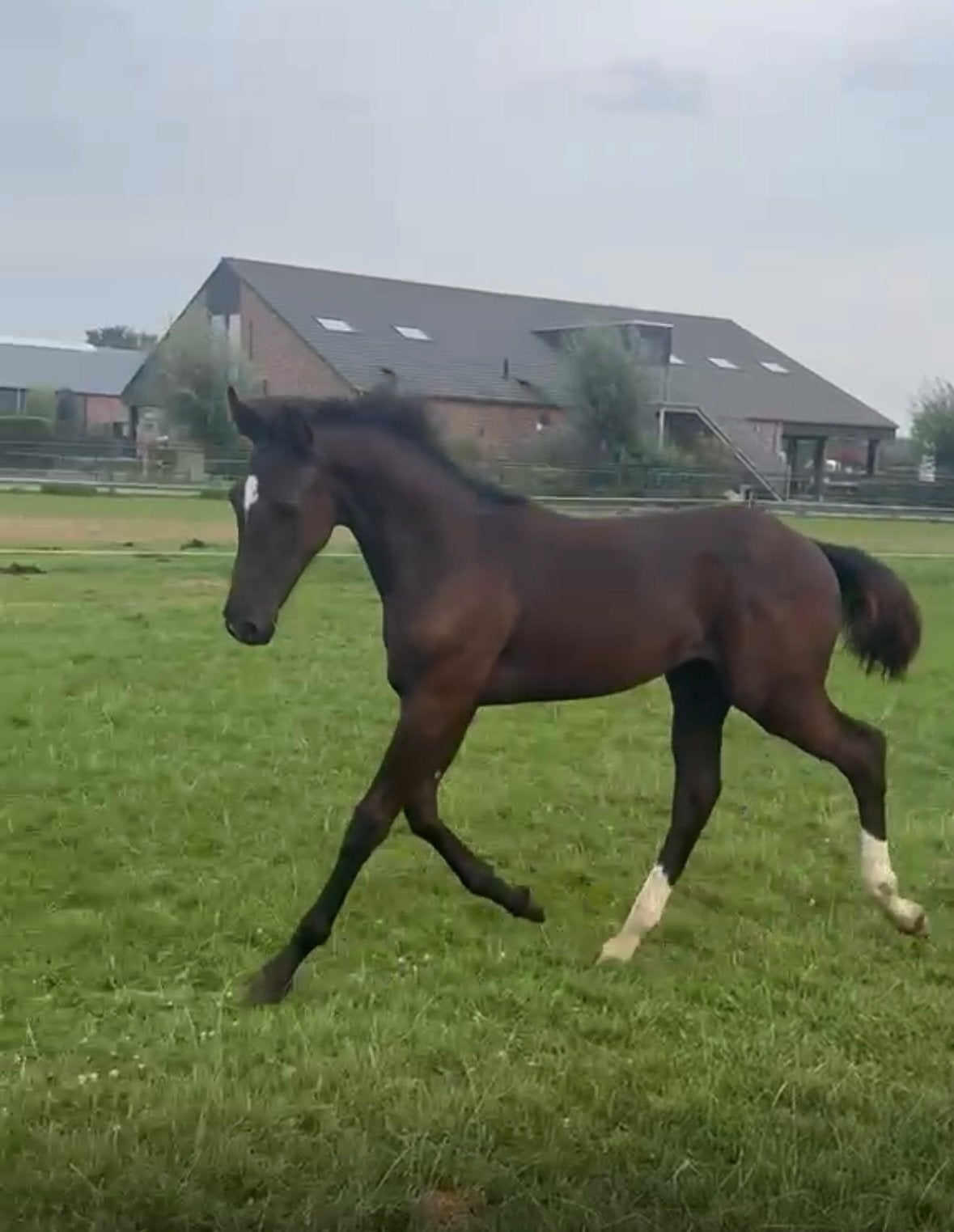 Chique zwartbruin KWPN Hengstveulen (Desperado x Wynton), Dieren en Toebehoren, Paarden, Minder dan 160 cm, Met stamboom, Niet van toepassing