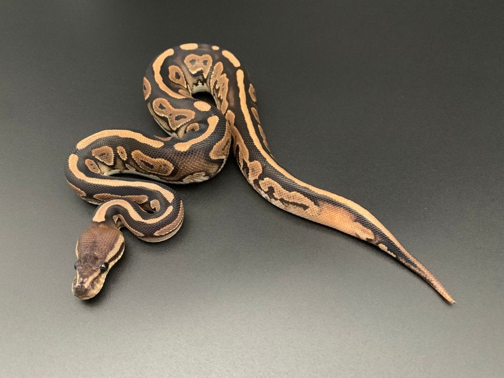 0.1 cinnamon het pied python regius, Dieren en Toebehoren, Slang, 0 tot 2 jaar