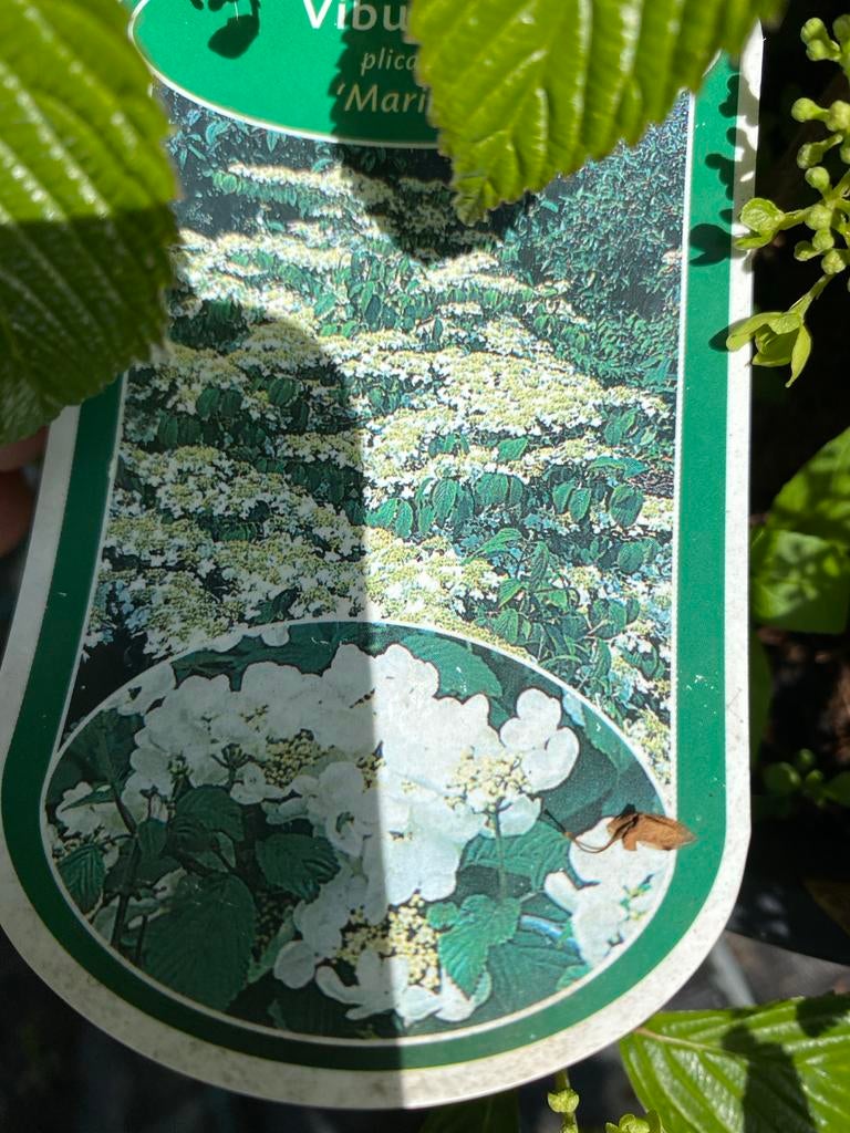 Viburnum plicatum 'Mariesii' - Japanse Sneeuwbal, Volle zon, Vaste plant, Lente, Ophalen