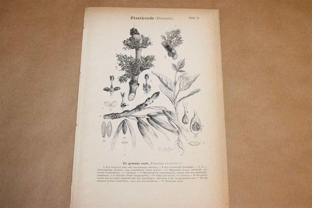 Antieke botanische prent - Es - 1875 !!, Verzamelen, Ophalen of Verzenden, Voor 1940, Gebruikt, Overige onderwerpen
