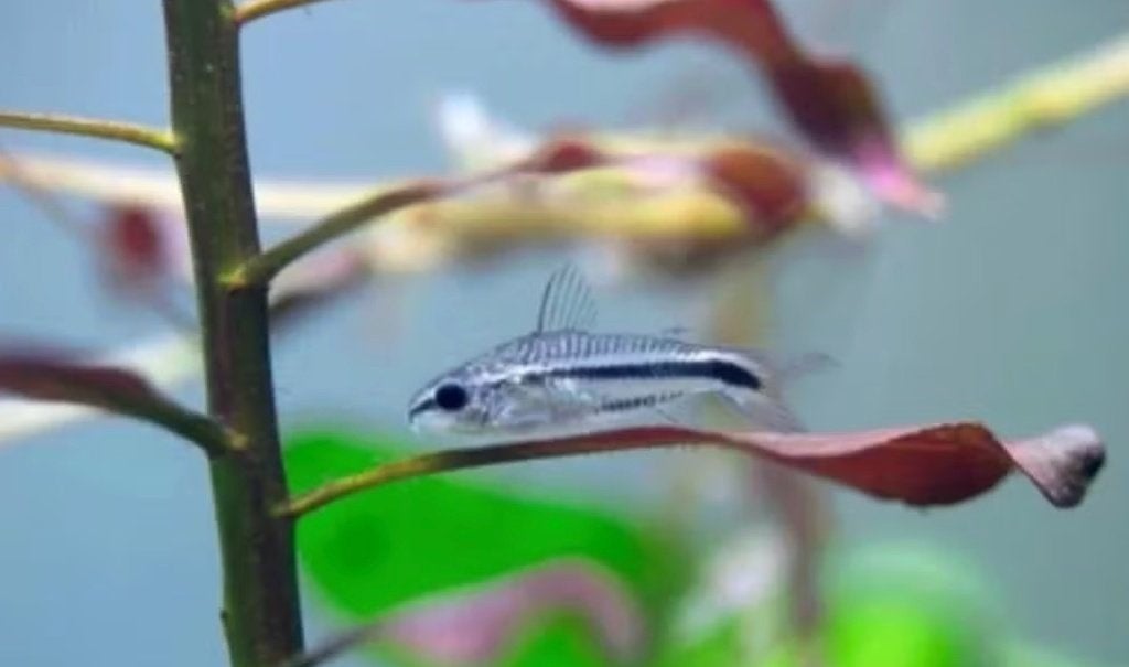 Corydoras pygmaeus - Dwergpantsermeerval, Dieren en Toebehoren, Vissen | Aquariumvissen, Vis, Zoetwatervis, Schoolvis