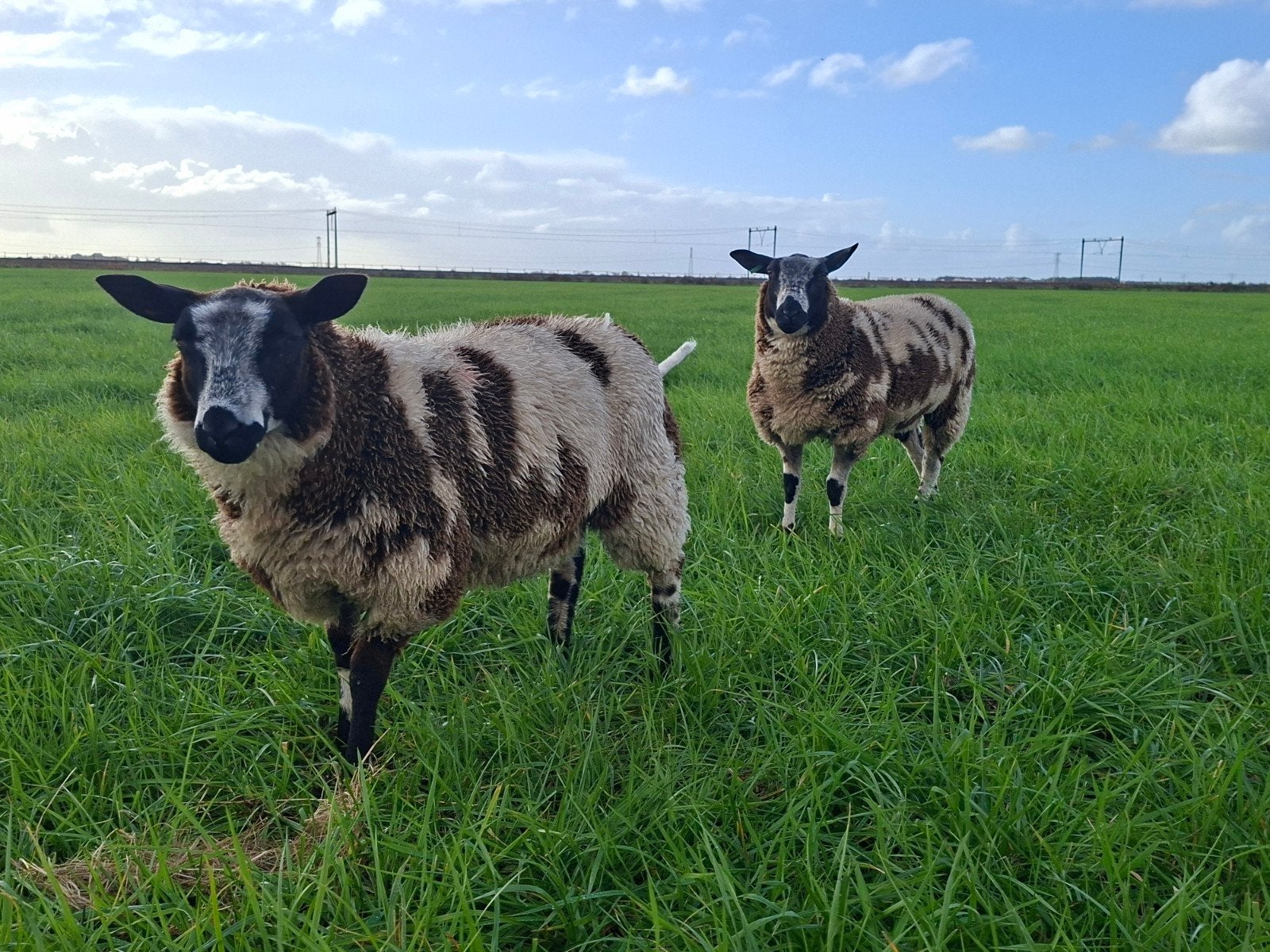 zwoegervrije bonte ooien, Dieren en Toebehoren, Vrouwelijk, Schaap, 0 tot 2 jaar