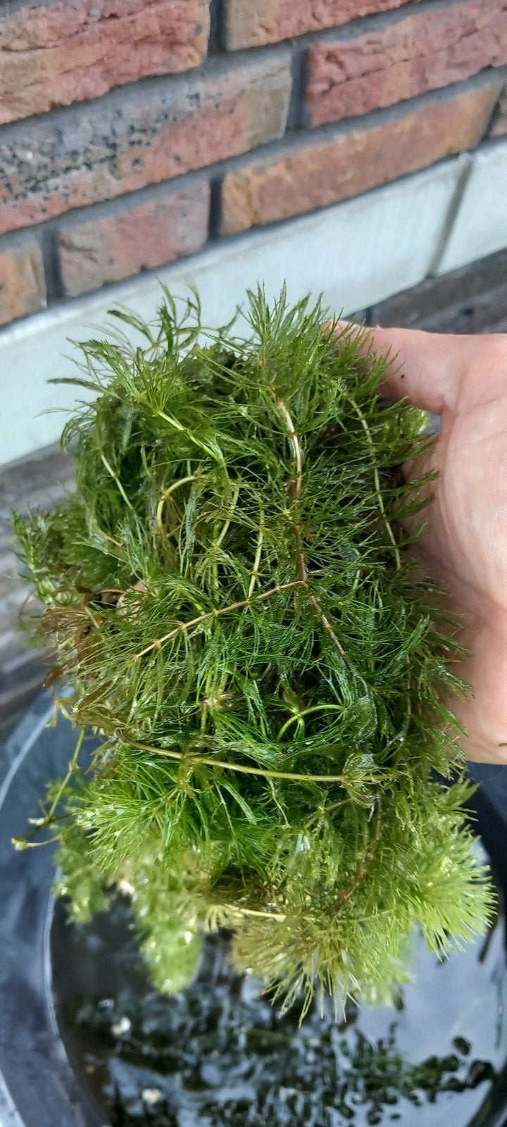 Gedoornd hoornblad als zuurstofplant voor vijver of aquarium, Tuin en Terras, Vijvers, Ophalen of Verzenden
