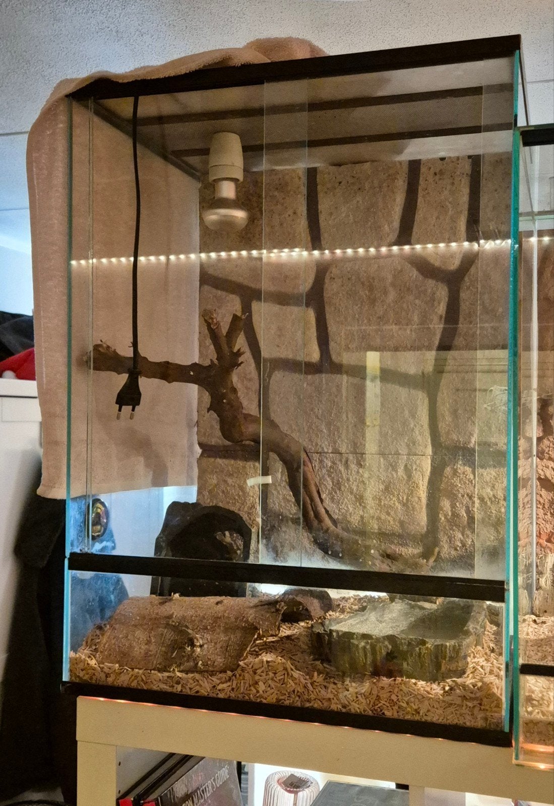 Mannelijke albino rattenslang. 21 maanden. Leuk terrarium.
