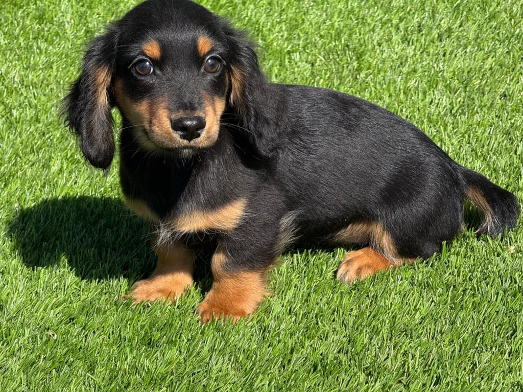 Langhaar langharige dwerg teckel pups