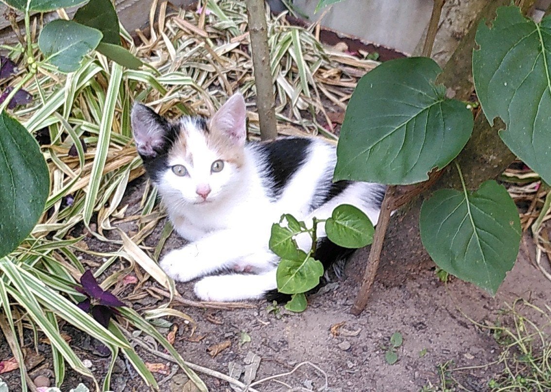 Laatste kitten beschikbaar per augustus, Poes, Kortharig, 0 tot 2 jaar