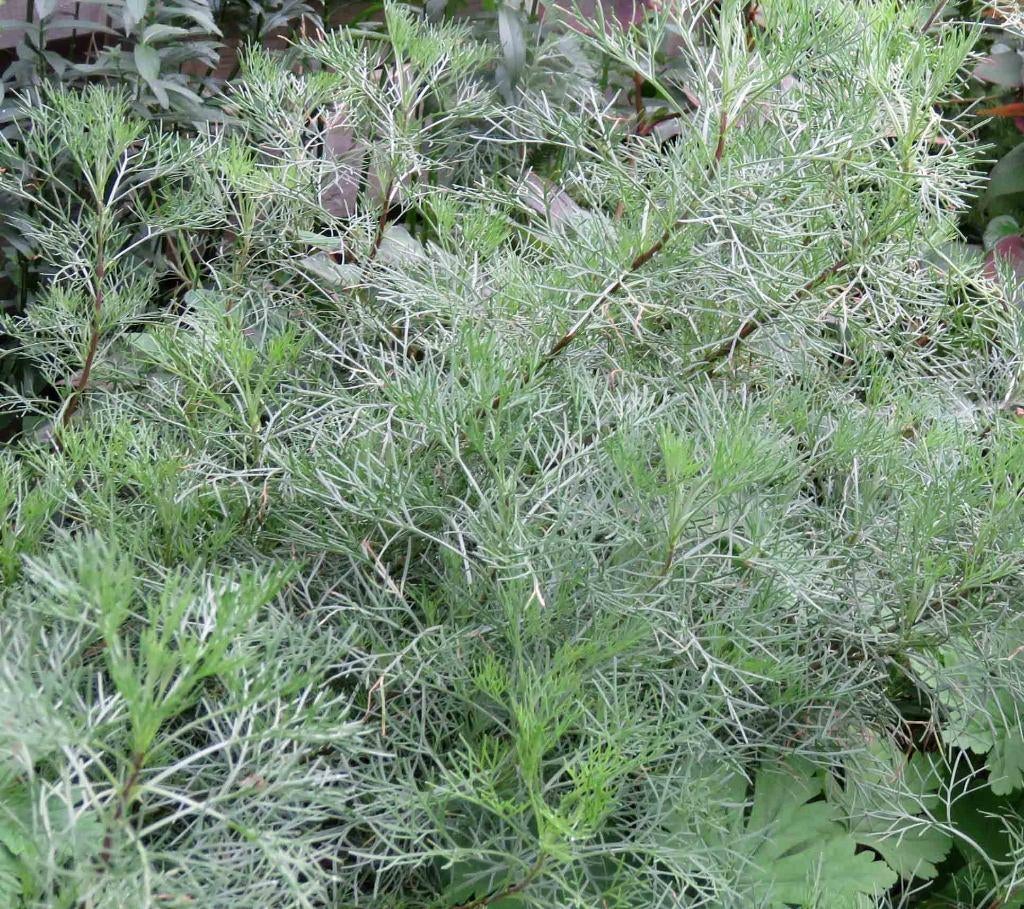 Vaste plant : Colakruid  2 euro, Ophalen, Vaste plant, Overige soorten, Volle zon